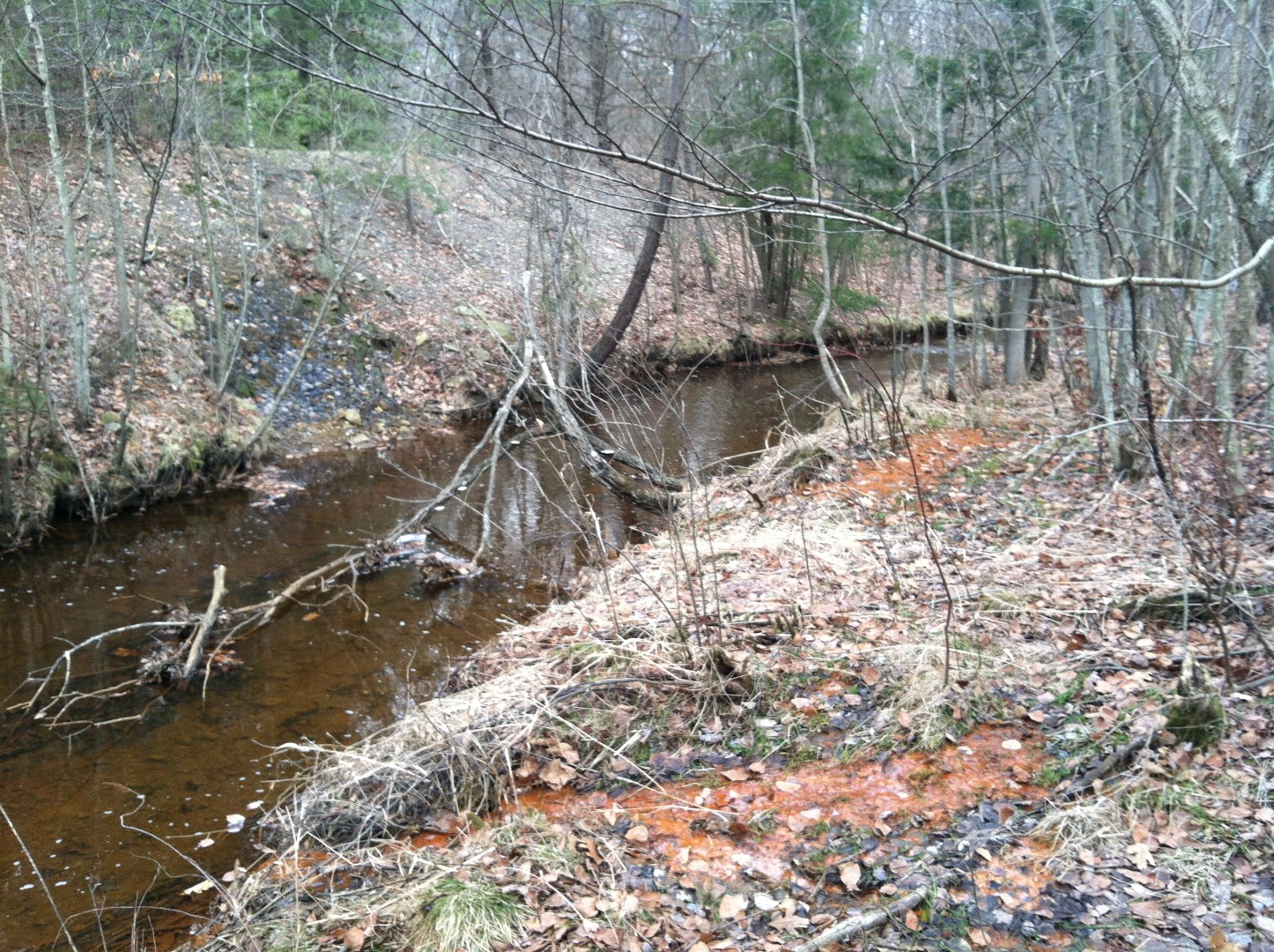 Fox run 1 20 13 022 seeps along fox run banks west of treatment wetland