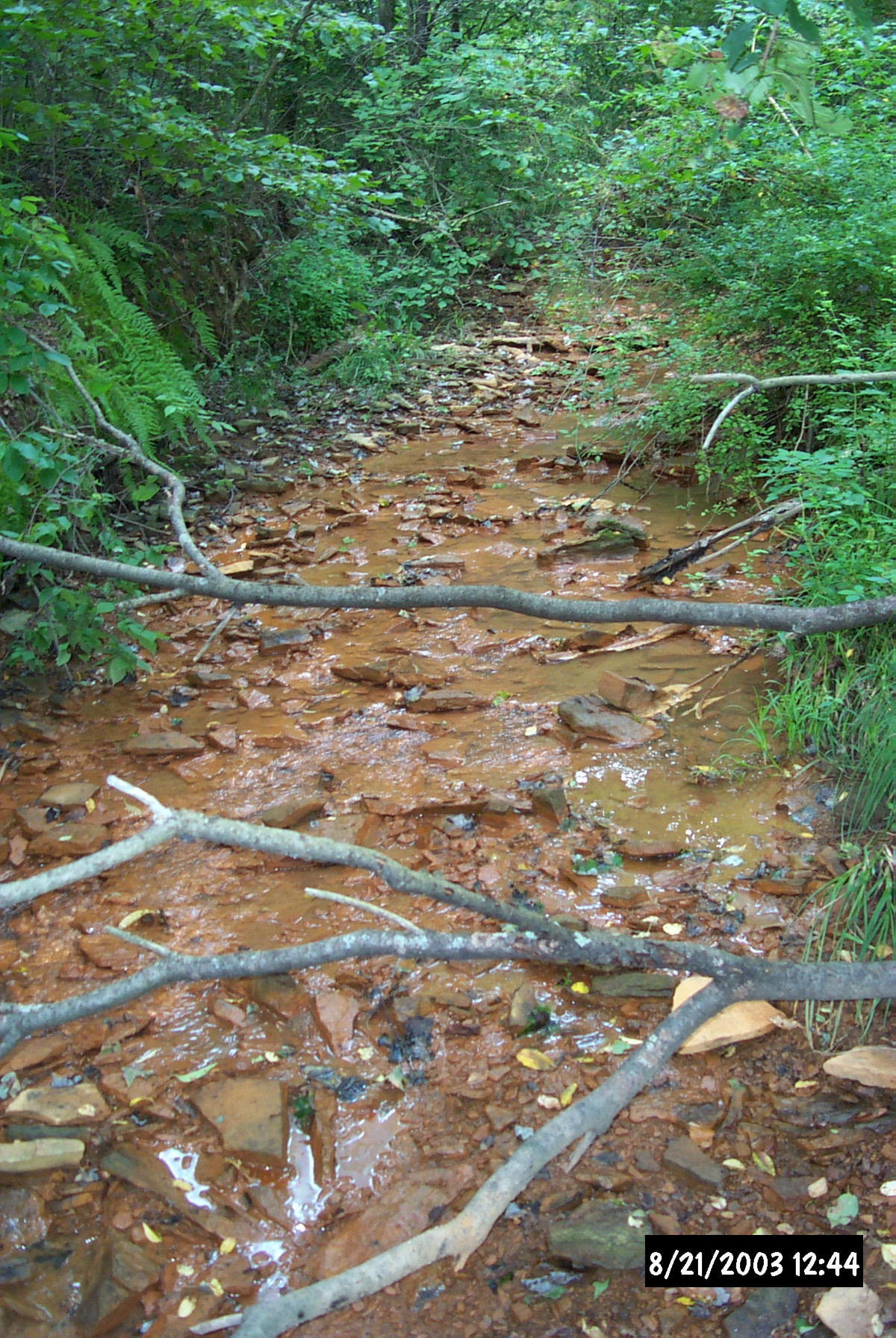 Reeds Run Before Reclamation