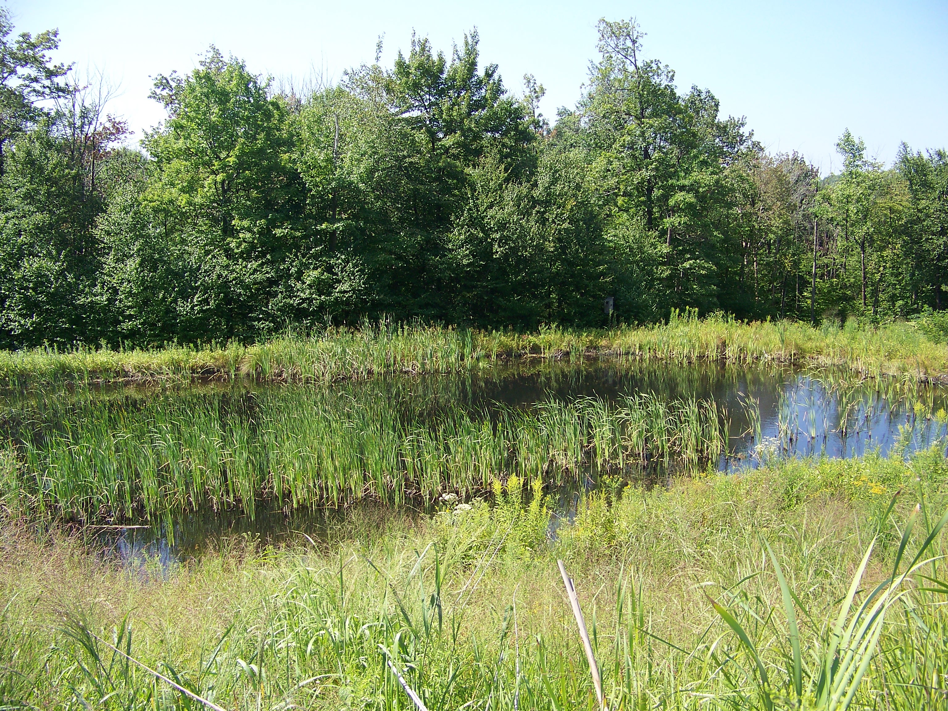 Settling pond 2 2007