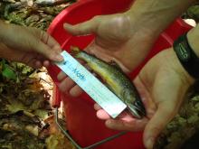 Native Brook Trout