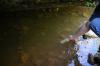 Downstream sampling site